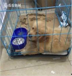 武汉宠物爆料案件最新,真相大白,宠物权益保护再引关注